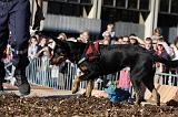 ENTRAINEMENT CHIEN DE DECOMBRE 082
